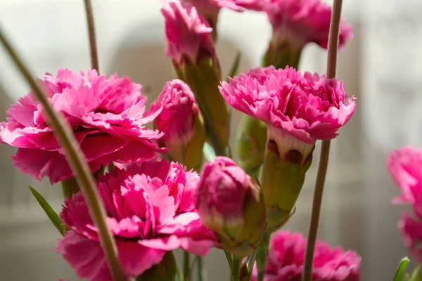 Tarlada Bahar Çiçeği Pembe Çiçekler Nazik Bir Bitki — Stok fotoğraf