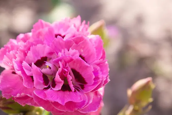 Çayırda Bahar Çiçeği Pembe Karanfil Nazik Bir Bitki — Stok fotoğraf