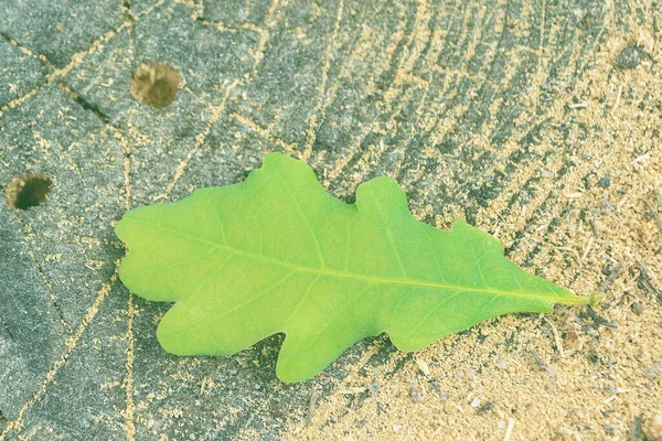 Ein Eichenblatt Liegt Auf Einem Baumstumpf Grünes Blatt Wald Waldnatur — Stockfoto