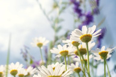 Tarlada papatya çiçeği. Güzel yabani çiçekler. Tarlada çiçekler yetişir.