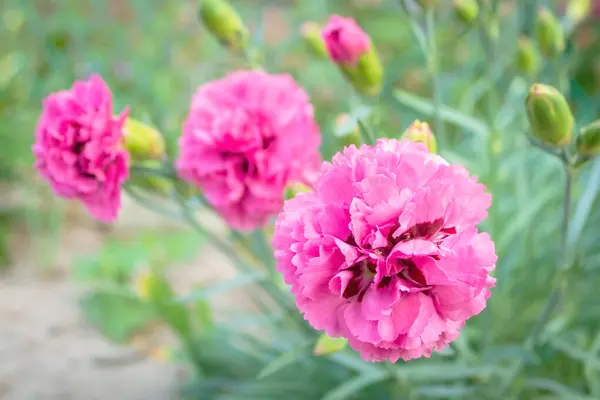 Pembe Güzel Çiçek Tarlada Bir Çiçek Pembe Karanfil Yakın Çekim — Stok fotoğraf