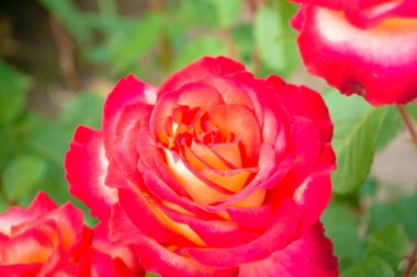 Güzel, narin bir gül. Bahçede narin bir çiçek yetişir. Kırmızı gül