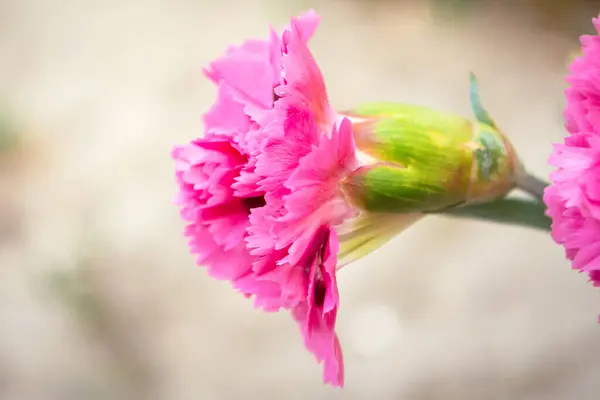 Nejlikans Blomma Trädgården Rosa Blomma Nära Håll Vacker Blomma — Stockfoto