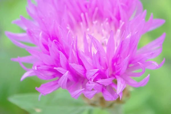 一朵娇嫩的花靠近了 粉红的花朵在草地上 粉红夏花 — 图库照片