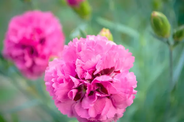 Tarlada Bir Çiçek Var Yaklaş Bahçede Pembe Karanfil Pembe Güzel — Stok fotoğraf