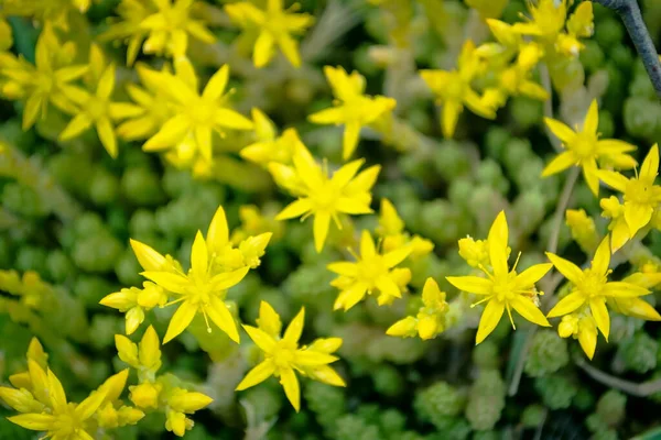 Blooming Moss Small Yellow Flowers Forest Summer Time — Stock Photo, Image