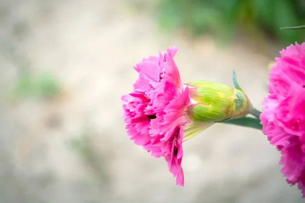 Szegfű Virág Mezőn Közel Rózsaszín Virág Kertben Egy Gyönyörű Virág — Stock Fotó