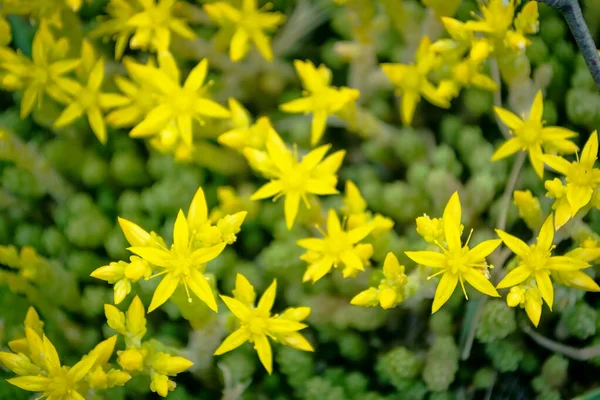 Maldito Musgo Pequenas Flores Amarelas Floresta Hora Verão — Fotografia de Stock