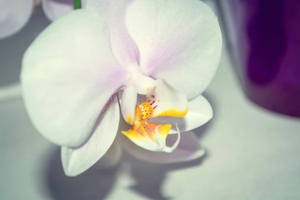 Hermosa Flor Delicada Orquídea Orquídea Mágica Blanca Flor Cerca — Foto de Stock