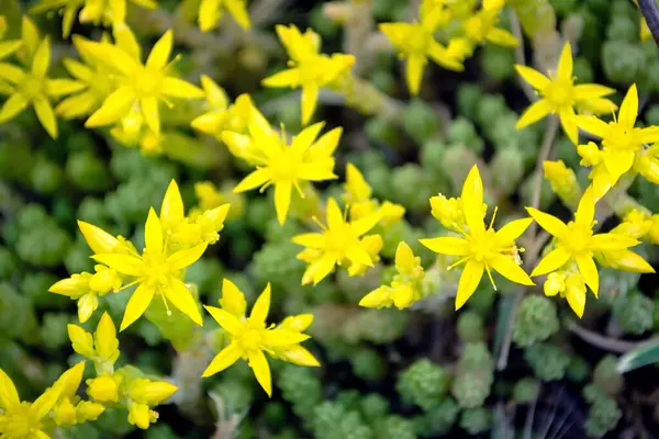 Blühendes Gelbes Moos Kleine Gelbe Blüten Sommerzeit Wald — Stockfoto
