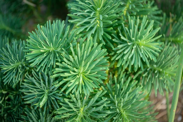 Διακοσμητικό Φυτό Κωνοφόρων Όμορφος Πράσινος Θάμνος Μονάδα Στο Σπίτι — Φωτογραφία Αρχείου