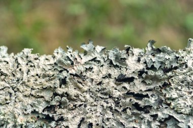 Ahşap bir yüzeyde gri yosun. Tasarım için yosun. Yosun, yaklaş.