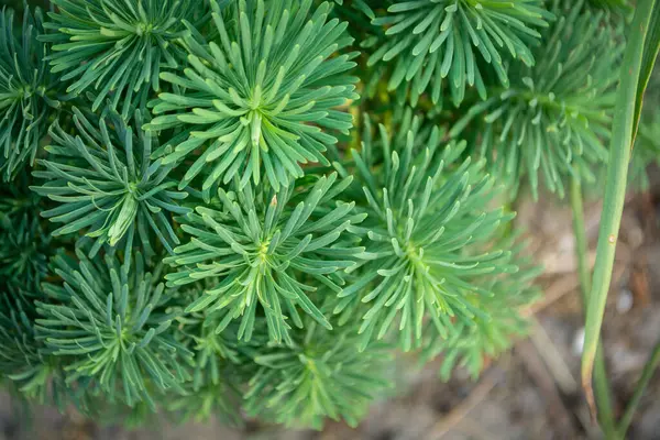 緑の植物の茂み 美しい針葉樹の装飾植物 家でのとげのある植物 — ストック写真
