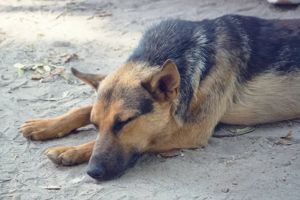 Бездомная Дворняжка Лежит Земле Проблема Бродячих Собак Уличная Собака — стоковое фото