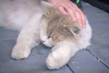 Küçük bir çocuğun eli sokak kedisini okşuyor. Şehrin kaldırım taşlarının üzerinde bir kedi. Pis sokak kedisi.