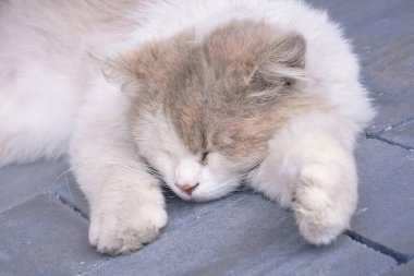 Şehrin sokaklarında evsiz bir kedi. Pis bir kedi kaldırım taşlarının üzerinde dinleniyor. Sokak kedisi