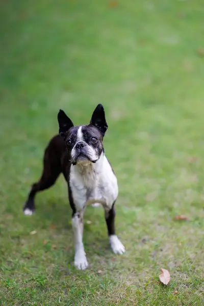 Portrait of a Boston Terrier standing on the grass in the garden waiting to play