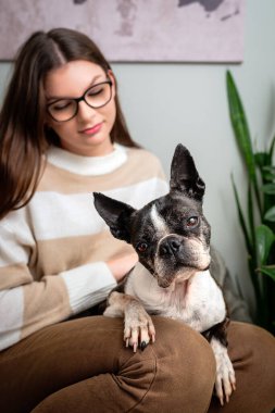 Gözlüklü genç bir kadın kucağında Boston teriyeri köpeğiyle evde oturuyor, şefkat ve arkadaşlık gösteriyor..