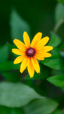 Yeşil Arkaplan 'da Karanlık Merkez' e sahip canlı sarı çiçek doğa fotoğrafçılığı. Siyah gözlü Susan (Rudbeckia hirta) - Popüler bahçe çiçeği 