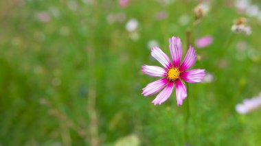Makro fotoğrafçılıktaki pembe kozmos bipinnatus çiçeği bulanık yeşil çayır arka planına karşı narin taç yaprakları ve sarı merkezi gösterir, sığ alan derinliği rüya gibi botanik atmosfer yaratır.