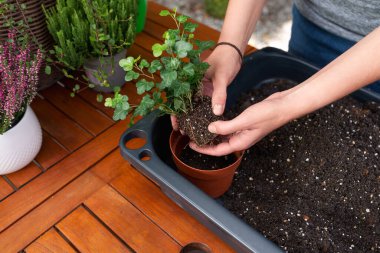 Sarmaşık bitkisinin kökünü saksıya nakleden ellerin yakın durması, açık masa üzerinde taze toprak bulunan bahçe işleri.