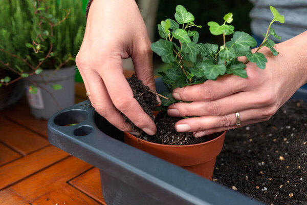 Closeup of hands planting ivy in brown pot with fresh substrate, eco-friendly home gardening and plant care outdoors