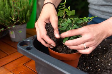 Ellerin, ahşap bir masadaki küçük bir saksıya toprak dolu bir sarmaşık bitkisi yerleştirmesi, bitki bakımını, büyümesini ve sürdürülebilir yaşam tarzını gösteren bahçe faaliyetleri