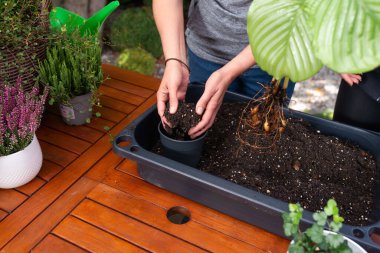 Eller bitkiyi yeniden saksılıyor. Kökleri, taze toprakla birlikte küçük siyah bir konteynıra yerleştiriyor. Tahta masa üzerinde bahçe işleri yapıyor.