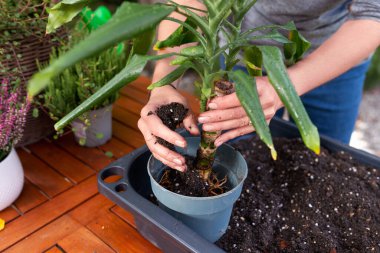 Eller, yeşil yapraklı bitkileri görünür kökleri mavi plastik tencereye, yakın ev bahçeleri ve organik alt tabakayla bitki bakımı aktivitelerine dönüştürüyor.