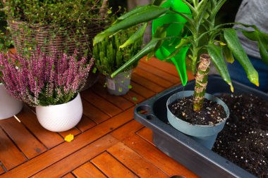 Mavi bahçe saksısında, yeniden saksıya konmuş yeşil bir bitkiyi organik bir maddeyle sulamak, bahçe işleri ve bitki bakımı, kapalı görüş.