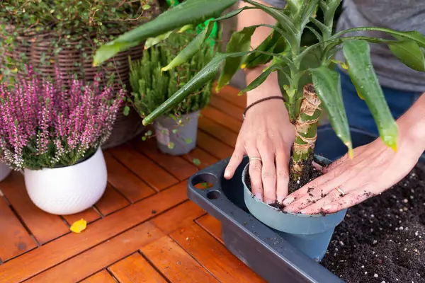Yeşil yapraklı bitkileri mavi tencereye yeniden saklayan eller. Taze substrat, çevre dostu ev işleri ve bitki bakımı, kapalı görüş.