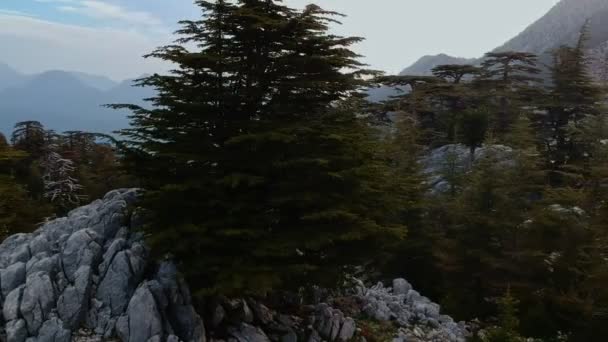 Mountain Range Taurus Mountains Lebanese Cedars Mountain Slopes Sunset Panoramas — Stock Video