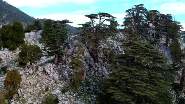 Gebirge Taurusgebirge Libanesische Zedern Den Berghängen Bei Sonnenuntergang Panoramen Des — Stockvideo