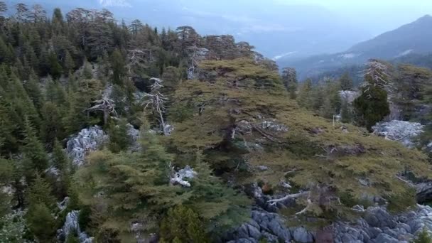 Catena Montuosa Sulle Montagne Del Toro Cedri Libanesi Sulle Pendici — Video Stock