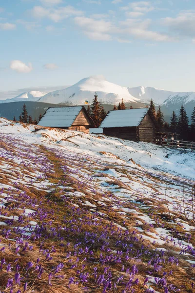 カルパチア山脈の上の山の牧草地で古い農家 ウクライナの美しいウォーキング風景 — ストック写真