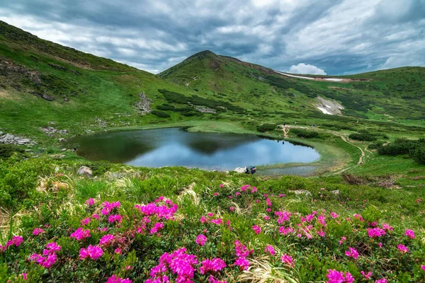Lake Nesamovyte Ukrajnában Rododendron Virágok Kárpátokban Hegyi — Stock Fotó