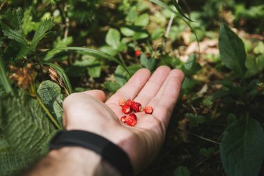 Yazın başında ormanda taze toplanmış kırmızı çilekleri tutan bir adamın yakın çekimi. Yabani çilek, ormanlık çilek