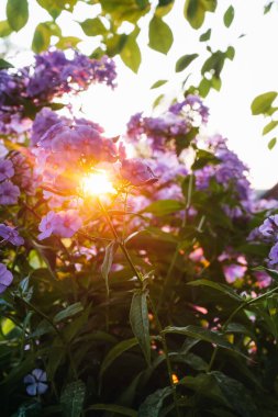 gündoğumunda çiçekler, metin için arkaplan, çiçek