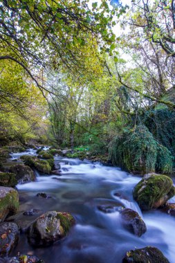 Ormandaki kayaların üzerinden akan uzun ve pürüzsüz su