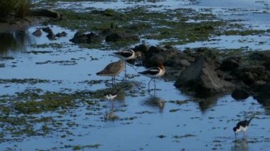 Uzun gagalı Curlew, Siyah boyunlu Stilt ve Amerikan Avocet bataklıkta yiyecek arıyorlar.