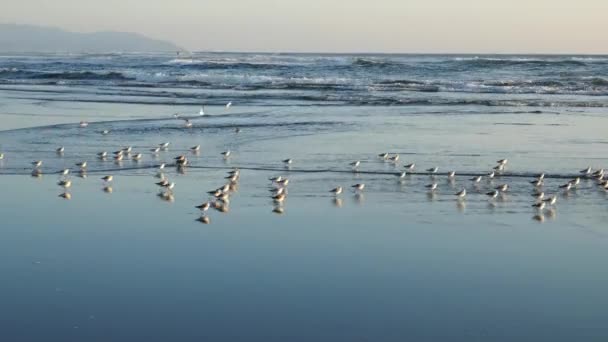 Zandlopers Reflecteren Ondiep Water Terwijl Naar Oceaangolven Rennen — Stockvideo