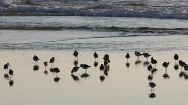 Sandpipers Refletindo Águas Rasas Enquanto Voam Sobre Ondas Oceano — Vídeo de Stock