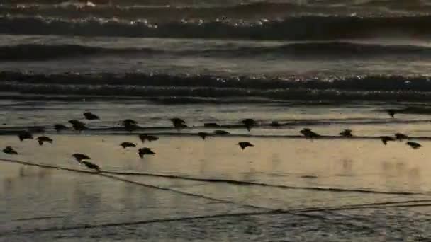 Zandlopers Reflecteren Ondiep Water Terwijl Oceaangolven Vliegen — Stockvideo