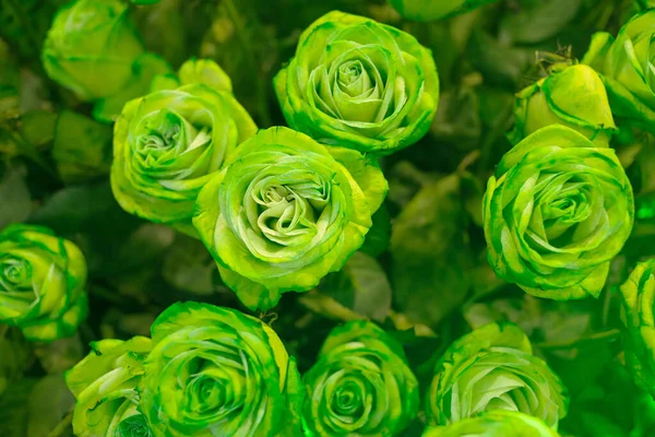 Green roses symbolize renewal, fertility, and rejuvenation of spirit and energy. They are associated with plentifulness and richness. Their green hue also evokes feelings of balance, stability, and peace