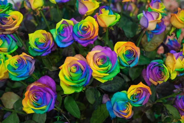 rainbow rose flower and multicolour petals, beautifully named happy flower, LGBTQ