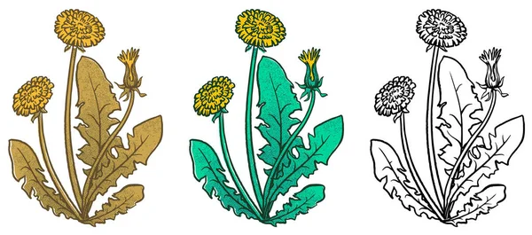 クリップアート黄色タンポポの薬用 花や葉は白い背景に孤立します ベクトル画像 医薬品 郵便はがきのために — ストックベクタ