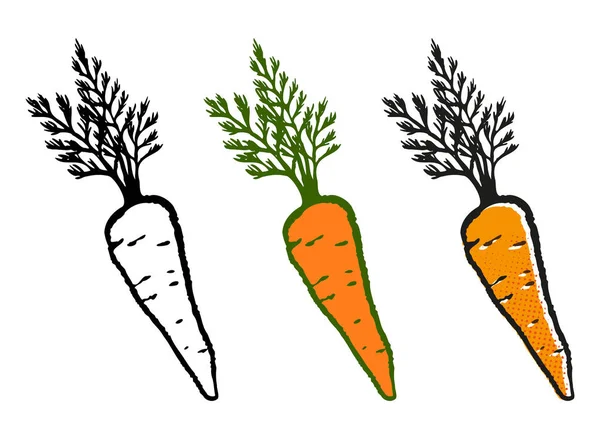 三只不同颜色的陈酿成熟胡萝卜 顶部有绿色的分离载体图解 — 图库矢量图片