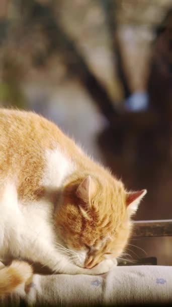 Красный Пушистый Кот Лижет Лапу Размытом Фоне Вертикальное Видео — стоковое видео