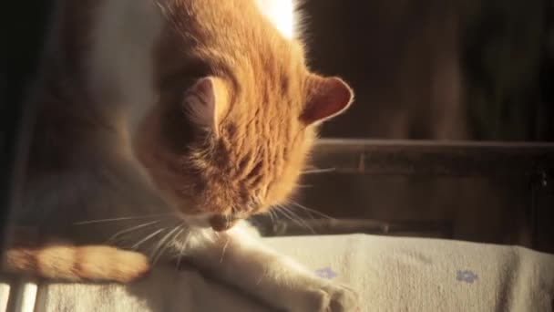 Červená Chlupatá Domácí Kočka Olizuje Tlapky Chlupatá Kočka Slunečního Světla — Stock video