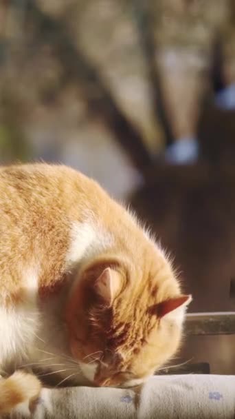 Выборочный Фокус Красная Кошка Облизывает Лапу Крупным Планом Размытом Фоне — стоковое видео